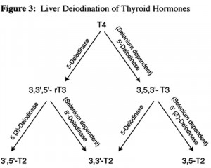 Deiodination